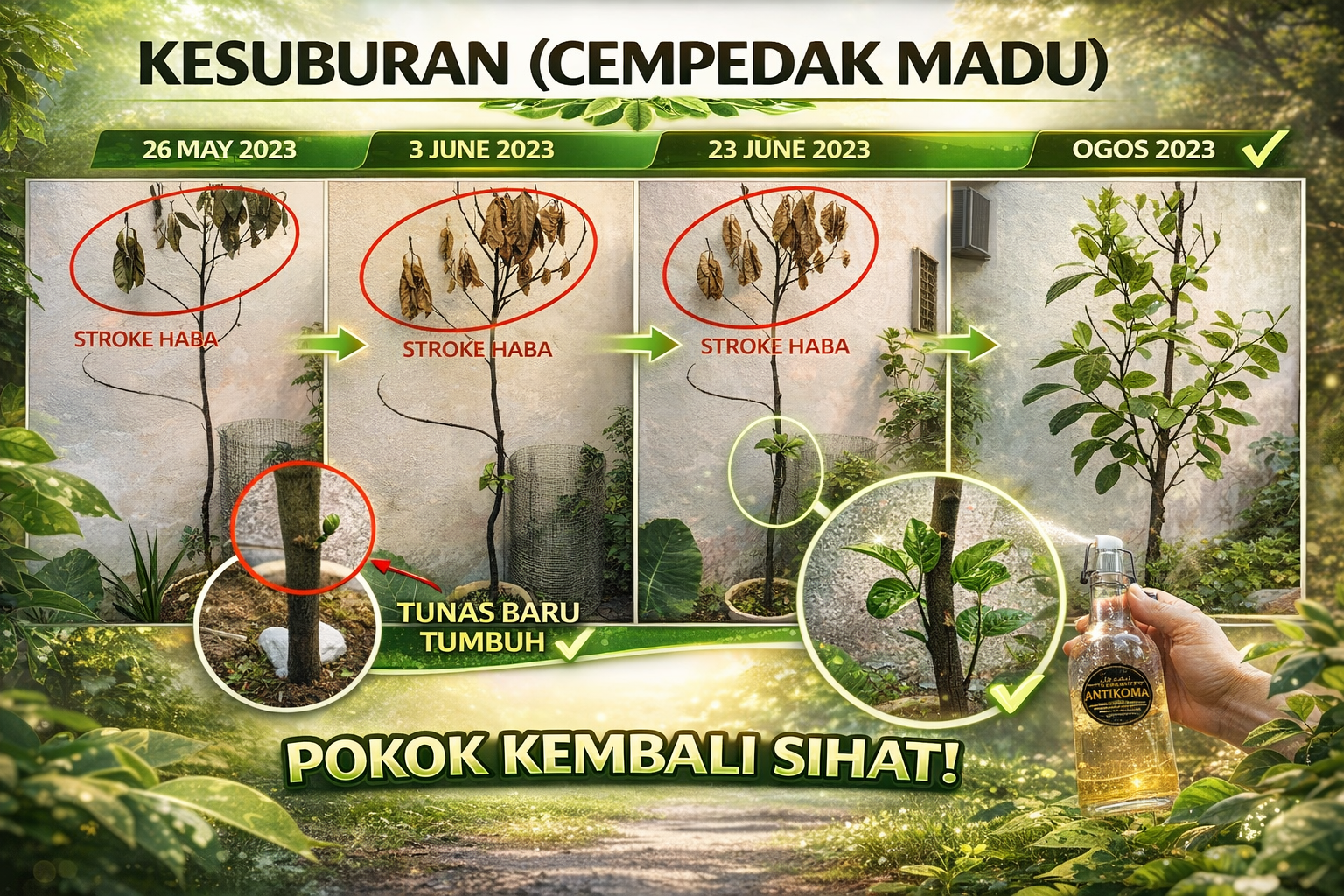 Proses pemulihan pokok cempedak madu